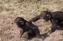 Goodmorning Funny Animals GIF - Goodmorning FunnyAnimals Monkey - Discover & Share GIFs