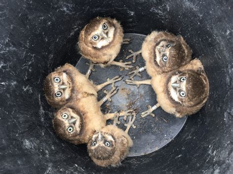 Burrowing Owls Find Unique Nests at Camp Umatilla - My Oregon News