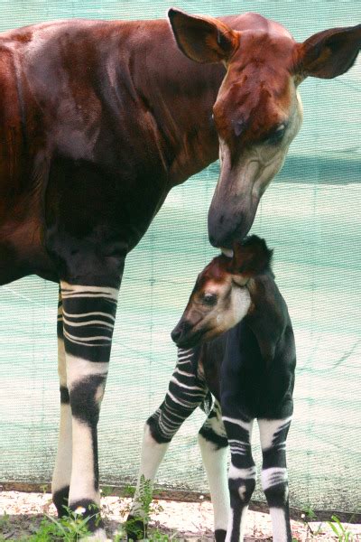 Striped Stockings: Baby Okapi at Tampa's Lowry Park Zoo - ZooBorns