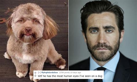 Dog with very human face goes viral on Twitter | Daily Mail Online