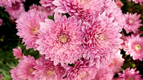 The Chrysanthemum Meaning Is Deep And Full Of Emotions » FloraQueen EN