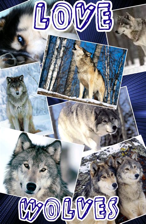 Love Wolves | Wolf, Wolf quotes, Animals