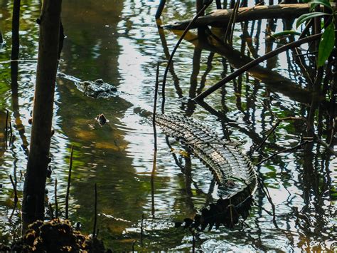 Spotting crocodiles - Sungei Buloh Wetland Reserve - The Curious Journal