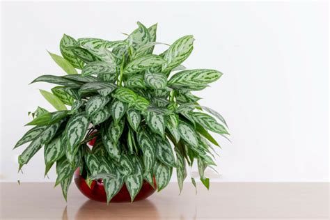 How To Care Chinese Evergreen : Grow & Care of Chinese Evergreen Plant ...