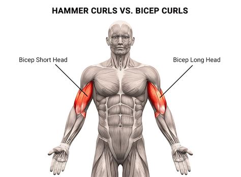 Hammer Curls vs. Bicep Curls – What Is the Best Way to Build Biceps? - Physical Therapists NYC