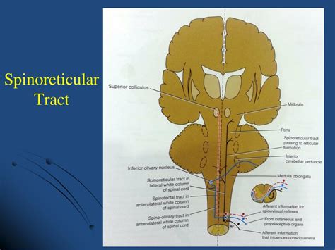 PPT - Spinal Cord Ascending Tracts PowerPoint Presentation, free download - ID:7026407