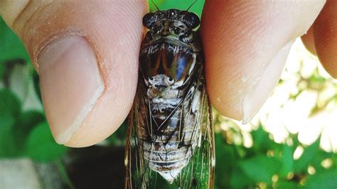 Brood X Cicada | Here's why they come out once every 17 years | 11alive.com