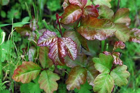 Aïe! 25+ Vérités sur Ivy And Oak! The plants aren't really poisonous ...