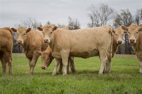 20 - Red Angus/Charolais Bred Heifers - Oklahoma