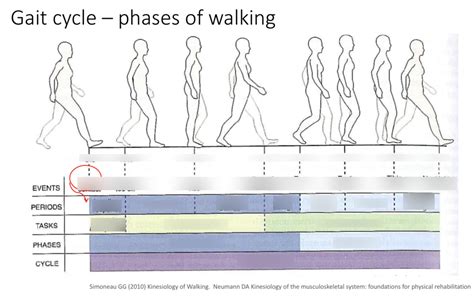 Gait Cycle - Phases of Walking (Diagram) Diagram | Quizlet