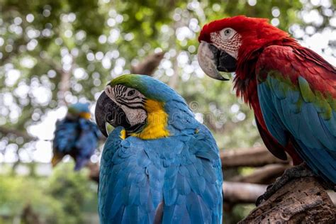 South American Parrot stock photo. Image of colorful - 252461188