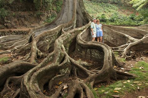 Giant Fig Tree Roots, 2 of 3 | I photographed these Giant Fi… | Flickr