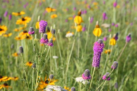 Upland Dry Prairie Mix - MNL: Heal the Earth | Native plant landscape ...