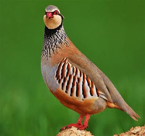 Birds of the World: Red-legged partridge