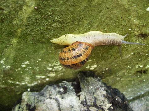 caracol snail 2 | 7cm aproximadamente | Roberto carlos Rodriguez | Flickr