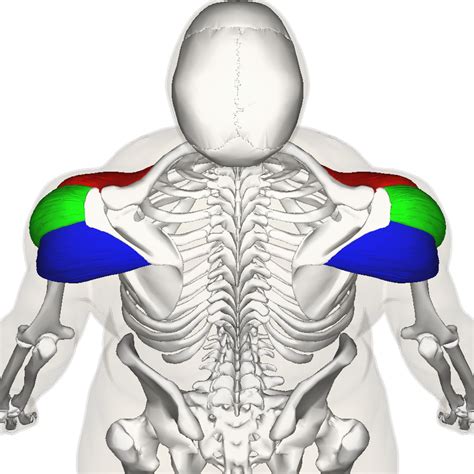 Muscolo deltoide: vista posteriore #yourfullwellness #iltuobenessere | Human muscle anatomy ...