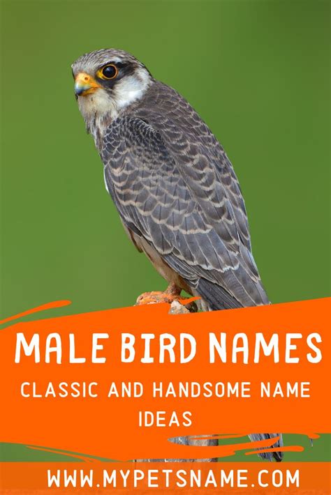 Classic and Handsome Male Bird Names