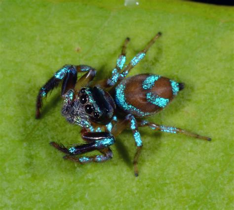 Shiny blue jumping spider (perhaps Thiania bhamoensis) | Flickr