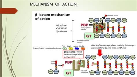 Cephalosporin Mechanism Of Action - cloudshareinfo