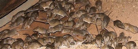 Harper Woods Mice Removal - CMC Animal Control MI