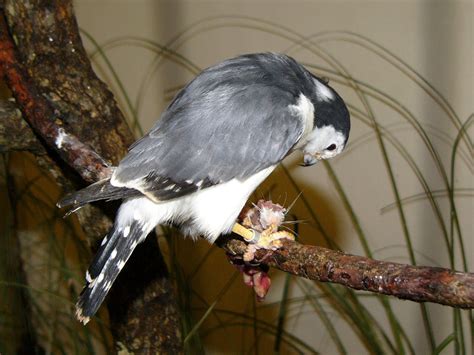 The Online Zoo - Pygmy Falcon