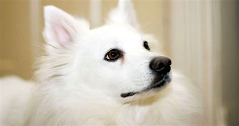 5 Things to Know About American Eskimo Dogs