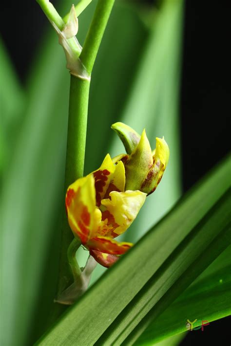 Oncidium Sphacelatum - Ying's Shangri-La Flowers