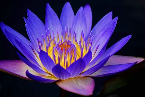 Download Purple Flower Flower Nature Water Lily 4k Ultra HD Wallpaper