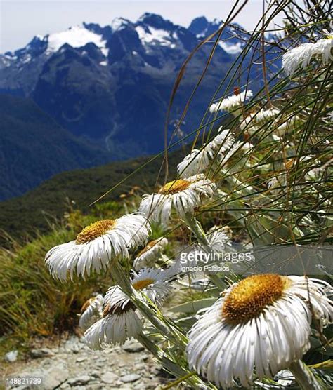 New Zealand Alpine Plants Photos and Premium High Res Pictures - Getty Images