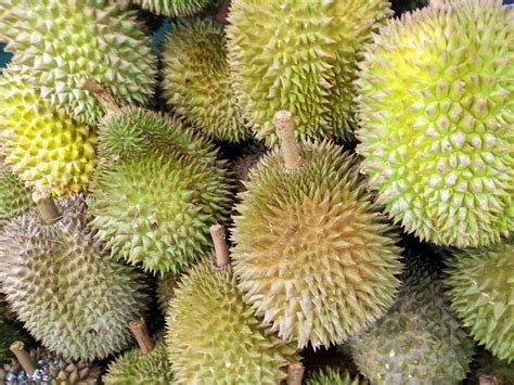 Durian Fruit for Sale - Buying & Growing Guide - Trees.com