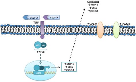 Sechs Probe niederreissen ranibizumab mechanism of action Monitor George Eliot Haufen von