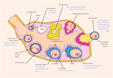 Ovary Labeled | EdrawMax Template