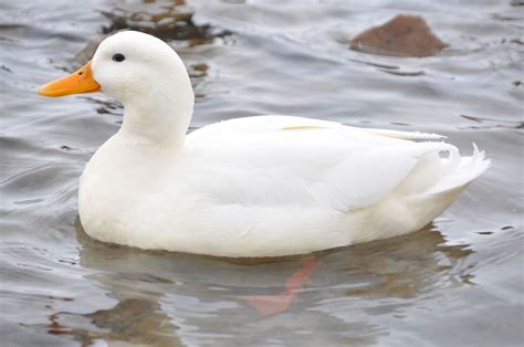 Pato común - Animales. Mascotas. | Mercafauna