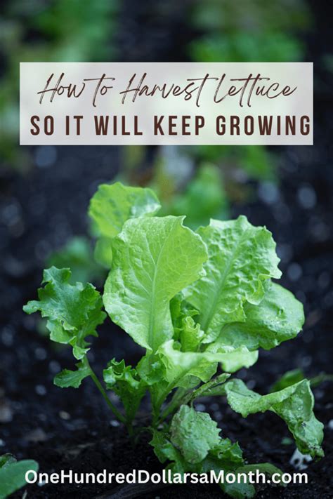 Tips for Harvesting Lettuce So it Will Keep Growing - One Hundred ...