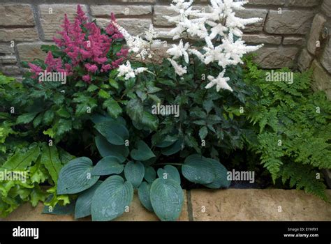 British back garden plants hi-res stock photography and images - Alamy