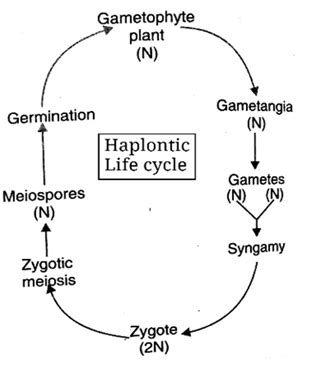 Spirogyra Life Cycle