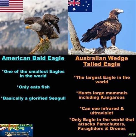 American Bald Eagle Australian Wedge Tailed Eagle *One of the smallest ...