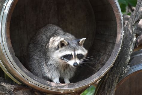 Habitat Of The Raccoon - Affordable Wildlife Removal