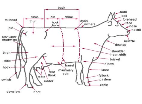 Internal Anatomy Of Cattle