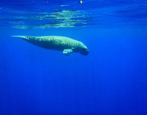 Dugong Watching - Dugong Dive Center