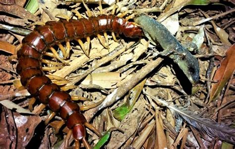 Giant flesh-eating centipedes spotted preying on seabirds for first time | The Independent