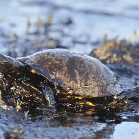 11 Facts About the BP Oil Spill | DoSomething.org