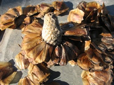 The World´s Tree Species: Norfolk Pine Cones - Araucaria heterophylla