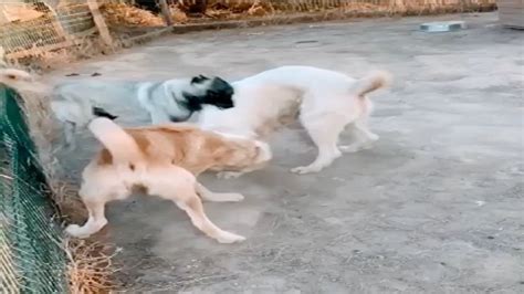 Kangal vs Alabai fight over dominance!!! - YouTube