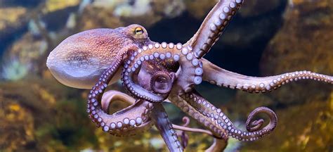 5 Interesting Facts about Octopus and Why We Shouldn’t Eat Them - Animal Save Movement