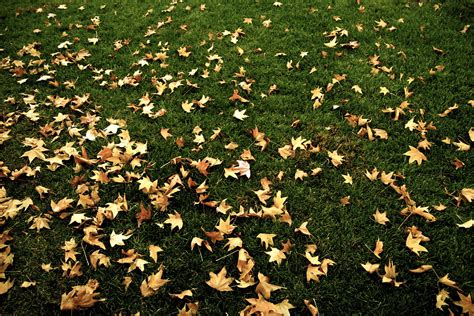 Scattered Leaves - a photo on Flickriver