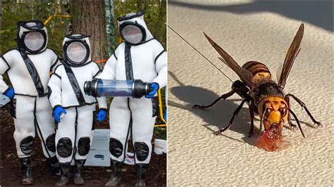 'Murder Hornet's' Nest Was Found In The U.S. & It Was So Close To The ...