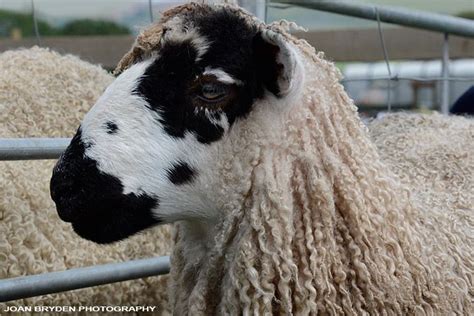 Masham sheep have been bred for over a century on the hills of Northern ...