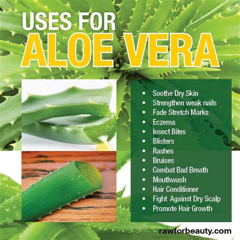 Can You Put Aloe Vera Plant On A Burn - Plantă Blog