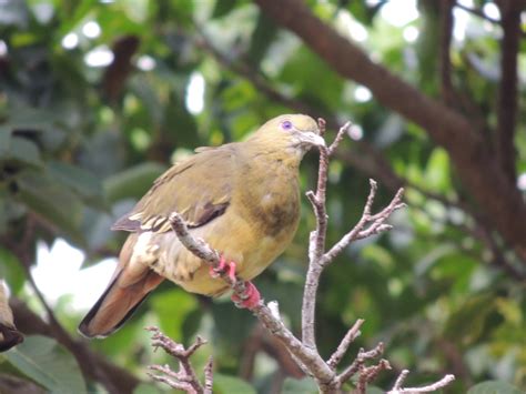 de RK Eco Gallery: Burung Punai